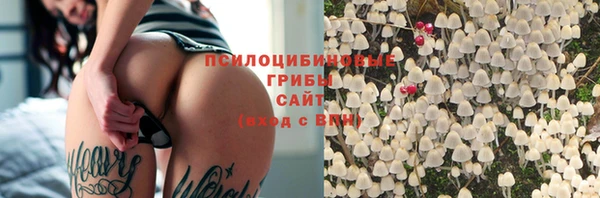 сатива Новокубанск