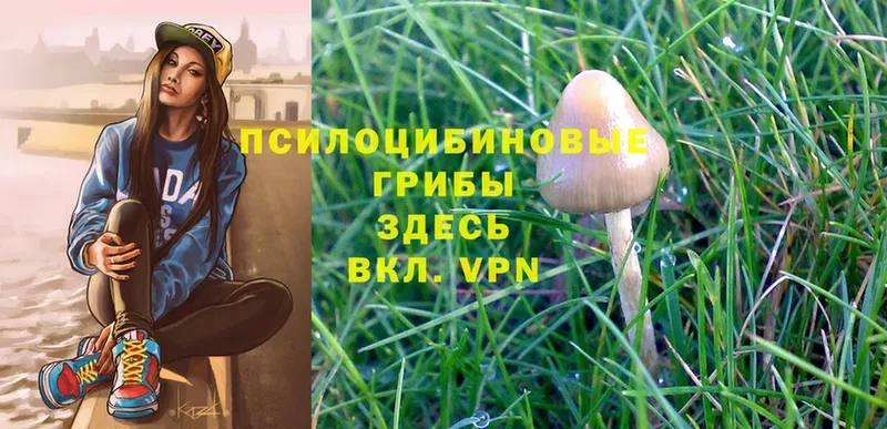 что такое   Миньяр  Псилоцибиновые грибы MAGIC MUSHROOMS 